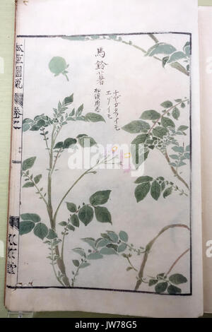 Alben von Pflanzen 3 2, Gräser, von Iwasaki Kan'en (1786 1842), Ansicht 2 Tokyo National Museum DSC 05477 Stockfoto