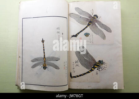 Museum Natural History Album von Insekten, Vol 1 Spinnentiere und Insekten 1, durch Sekine Untei (1804 1877) et al., von den kaiserlichen Haushalt Museum, Edo für Sie zusammengestellt, die Meiji-periode Tokyo National Museum DSC 05521 Stockfoto