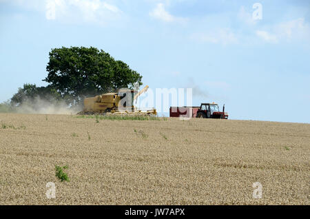 Klinting, Dänemark - 7. August 2017: Ernte mit Mähdrescher in einem Weizenfeld kombinieren. Stockfoto