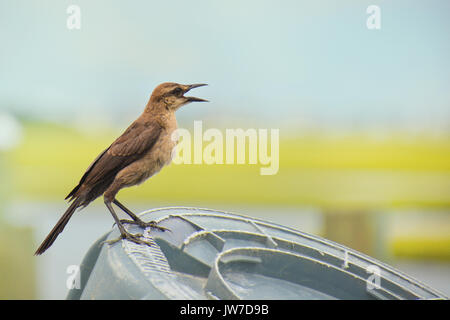 Weibliche Boat-Tailed Grackle thront auf den Docks in Topsail Island North Carolina Stockfoto