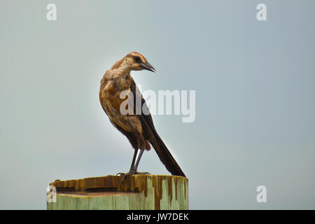 Weibliche Boat-Tailed Grackle thront auf den Docks in Topsail Island North Carolina Stockfoto