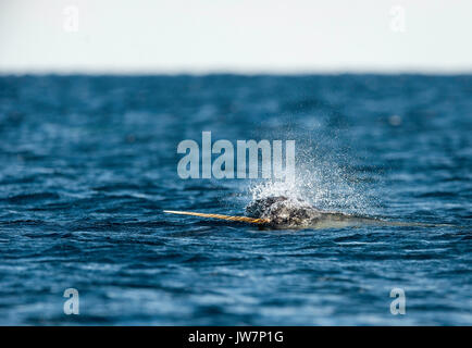 Männliche narwhal Schwimmen entlang der Oberfläche, Lancaster Sound, Baffin Island, Kanada. Stockfoto