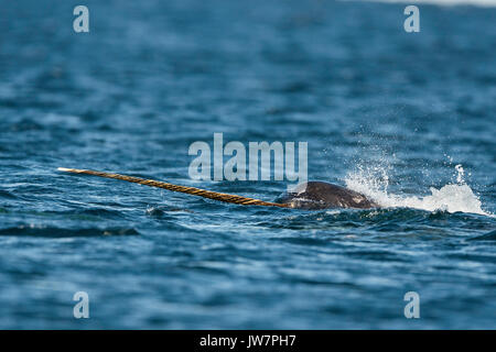 Männliche narwhal Schwimmen entlang der Oberfläche, Lancaster Sound, Baffin Island, Kanada. Stockfoto