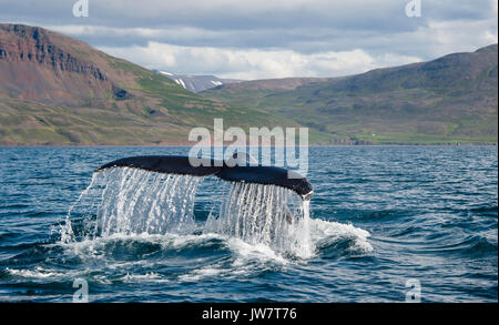 Buckelwale Schwanzflosse als buckelwale Tauchgänge in Eyjafjordur Fjord im Norden Islands. Stockfoto