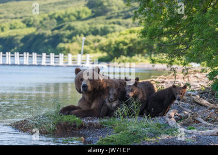 Mutter brauner Bär und ihre vier Jungen im Schatten am Rande des Kuril See, Kamtschatka, Russland ruht. Stockfoto