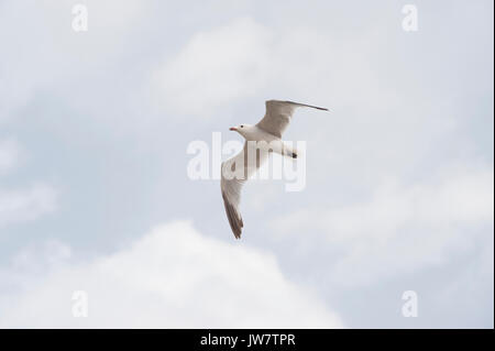 Audouin's Gull, (Larus audouinii), im Flug, Ibiza, Balearen, Spanien, Mittelmeer Stockfoto