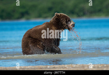 Fischrogen spritzt aus einem sockeye Lachse, wie es durch einen braunen Bären, Kamtschatka, Russland gegessen wird. Stockfoto