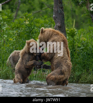 Brown bear Cub versuchen sockeye Lachs aus der Mutter zu wringen. Bild wurde im Fluss Systeme in Kuril See, Kamtschatka, Russland entleeren. Stockfoto