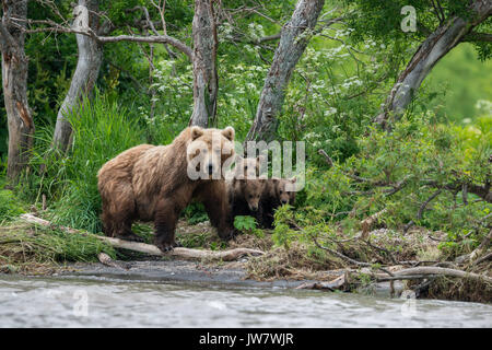 Mutter brauner Bär und ihre vier Jungen auf der Suche nach sockeye Lachse am Ufer des Flusses Ozernaya, Kamtschatka, Russland. Stockfoto