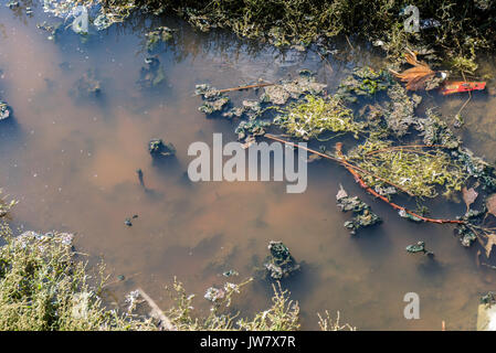 Abwasser Umweltverschmutzung Natur. Schmutzig und Blasen Wasser Hintergrund. Die Wasserverschmutzung Konzept. stehendes Wasser Stockfoto