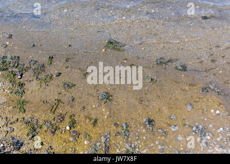 Abwasser Umweltverschmutzung Natur. Schmutzig und Blasen Wasser Hintergrund. Die Wasserverschmutzung Konzept. stehendes Wasser Stockfoto