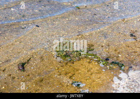 Abwasser Umweltverschmutzung Natur. Schmutzig und Blasen Wasser Hintergrund. Die Wasserverschmutzung Konzept. stehendes Wasser Stockfoto