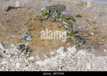 Abwasser Umweltverschmutzung Natur. Schmutzig und Blasen Wasser Hintergrund. Die Wasserverschmutzung Konzept. stehendes Wasser Stockfoto