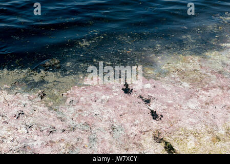 Abwasser Umweltverschmutzung Natur. Schmutzig und Blasen Wasser Hintergrund. Die Wasserverschmutzung Konzept. stehendes Wasser Stockfoto