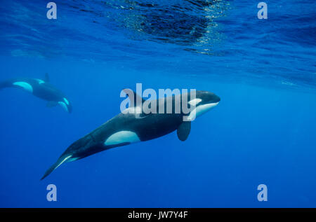 Pod von Orcas schwimmen in der Nähe der Oberfläche im blauen Wasser, North Island, Neuseeland. Stockfoto