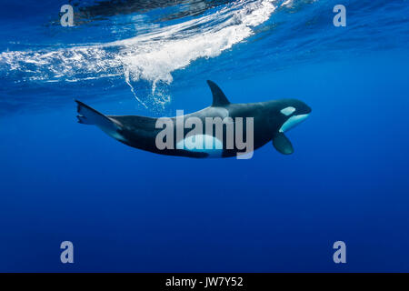 Weibliche orca Schwimmen in der Nähe von der Oberfläche, North Island, Neuseeland. Stockfoto