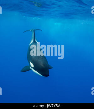 Weibliche orca Schwimmen in der Nähe von der Oberfläche, North Island, Neuseeland. Stockfoto