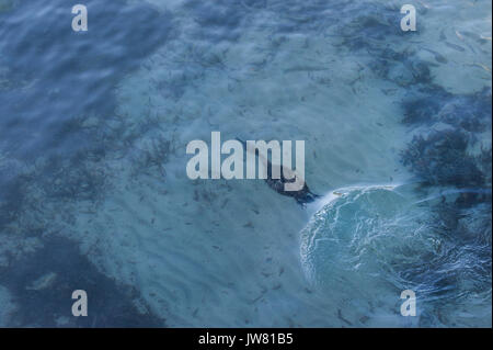 Juveniler mediterraner Schai, Gulosus aristotelis, Jagd auf Fische im Mittelmeer, Ibiza, Balearen, Spanien Stockfoto