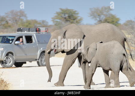 Zwei Elefanten überqueren der Straße während einer Safari Auto stoppen Sie den Weg zu geben. Stockfoto