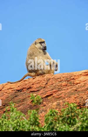 Gelbe Pavian - Papio cynocephalus, Kenia, Afrika Stockfoto