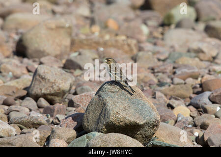 Twite; Carduelis flavirostris Single on Rock Scotland; Großbritannien Stockfoto