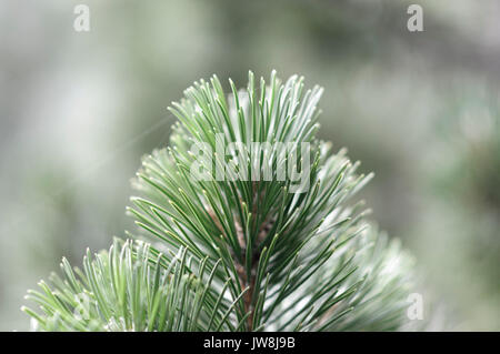Härte und Überleben. Junge Pine Tree kämpft, um zu überleben, während in einem Felsen wächst. In den spanischen Pyrenäen fotografiert. Stockfoto