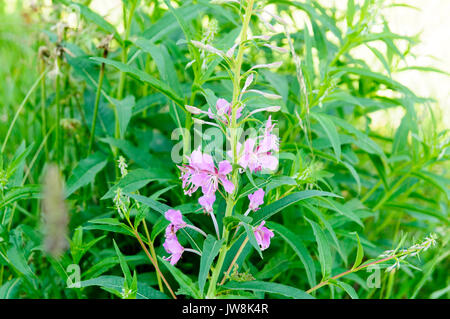 Calluna vulgaris (gemeinsame Heather, Ling bekannt, oder einfach Heather). In den spanischen Pyrenäen fotografiert. Stockfoto