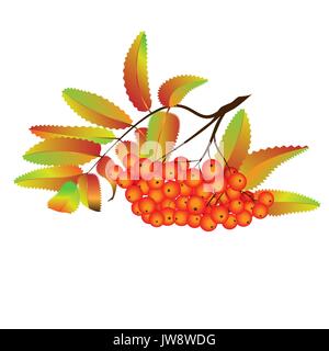 Herbst Vogelbeeren. Ash-berry branch auf dem weißen Hintergrund. Vector Illustration. Herbst design Element. Stock Vektor
