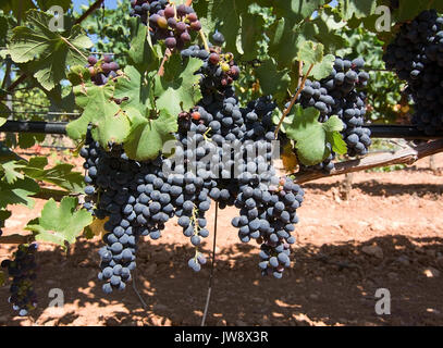 Die Trauben reifen auf Lager in einem Mallorca Weinberg an einem sonnigen Tag auf Mallorca, Spanien. Stockfoto