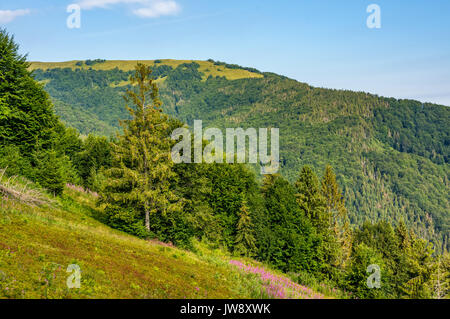 Hanglage mit Nadelwald und fireweed. schöne Farben lila Blumen und grüne Bäume in den Bergen gegen den blauen Himmel Stockfoto