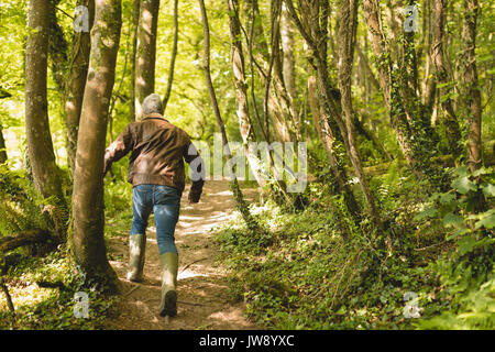 Ansicht der Rückseite des Mann laufen im Wald an einem sonnigen Tag Stockfoto