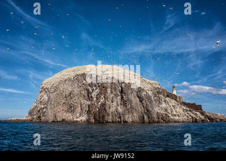 Bass Rock, erhabene, Schottland Stockfoto