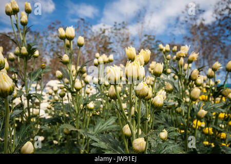 Flower Garden in Wang Nam Khaoi, Nakhon Ratchasima Stockfoto