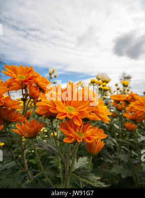 Chrysantheme Garten an Wang Nam Khaoi, Nakhon Ratchasima Stockfoto