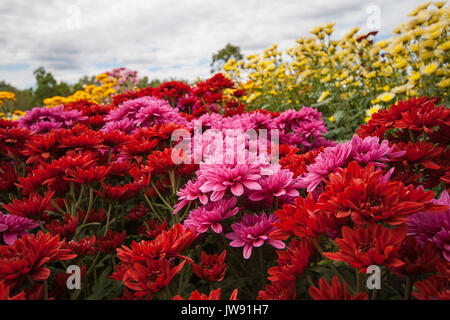 Chrysantheme Garten an Wang Nam Khaoi, Nakhon Ratchasima Stockfoto