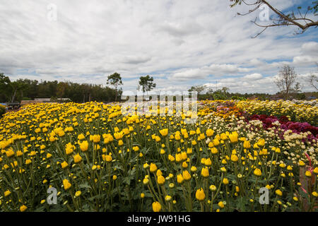 Chrysantheme Garten an Wang Nam Khaoi, Nakhon Ratchasima Stockfoto