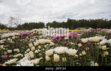 Flower Garden in Wang Nam Khaoi, Nakhon Ratchasima Stockfoto