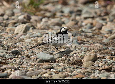 Pied Bachstelze, Motacilla alba, mit Beute am Ufer des Loch Lomond Stockfoto