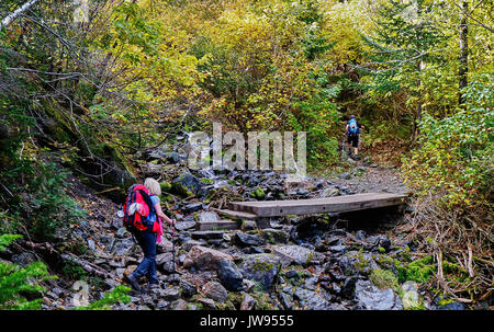 Amerika, Kanada, Québec, Gaspésie, Gaspesie Park, auf dem Weg, bis Albert Mont Stockfoto