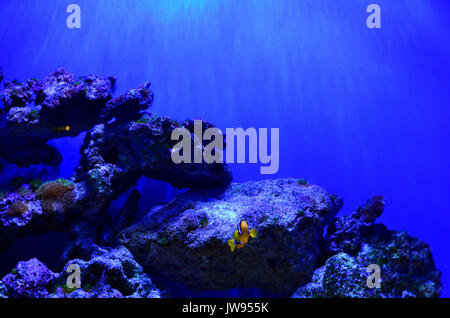 Der clown Fisch schwimmt in der Nähe der Felsen in einer Tiefe. Blauer Hintergrund, horizontale Foto Stockfoto