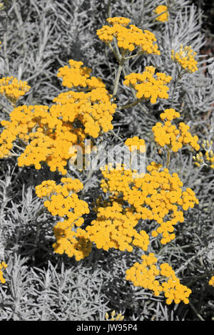 Curry Pflanze Helichrysum italicum Stockfoto