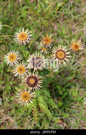 Carline Distel Carlina vulgaris Stockfoto