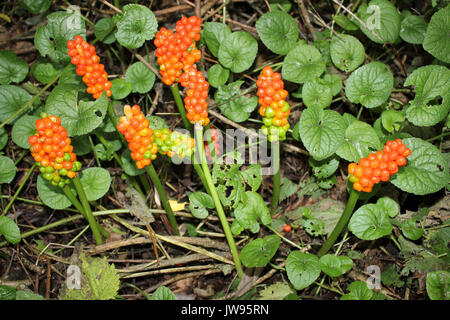 Herren & Damen alias Wild Arum Arum maculatum Stockfoto