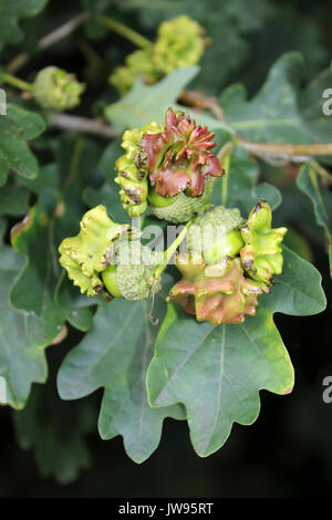 Eiche Knopper Galle verursacht durch die Gall Wasp Andricus quercuscalicis Stockfoto