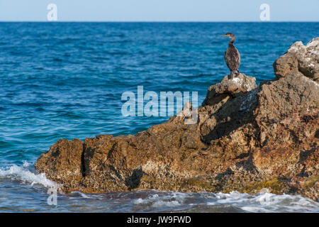 Unreife mediterrane Shag, Phalacrocorax aristotelis desmarestii, Ibiza, Balearen, Spanien, Mittelmeer Stockfoto