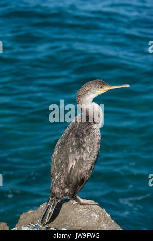 Unreife mediterrane Shag, Gulosus aristotelis desmarestii, liegt auf Felsen, Ibiza, Balearen, Mittelmeer Stockfoto