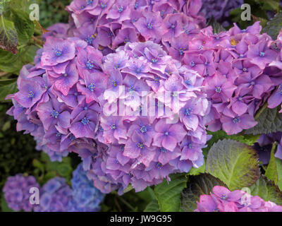 Hydrangea macrophylla blomming Köpfen Nahaufnahme Stockfoto