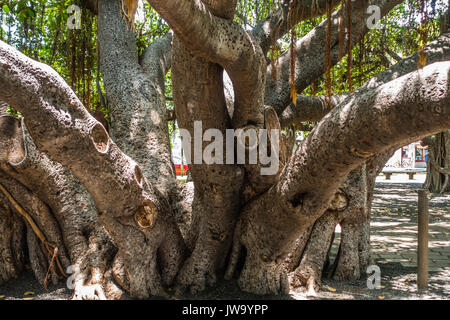 Closeup schoß das Banyan Tree in Lahaina auf Maui, Hawaii. Stockfoto