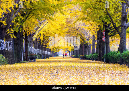 ASAN, KOREA - 9 November: Zeile gelb ginkgo Bäume und Touristen in Asan, Südkorea im Herbst Jahreszeit am 9. November 2015. Stockfoto