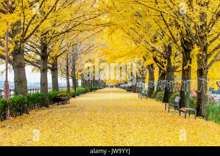 ASAN, KOREA - 9 November: Zeile gelb ginkgo Bäume und Touristen in Asan, Südkorea im Herbst Jahreszeit am 9. November 2015. Stockfoto